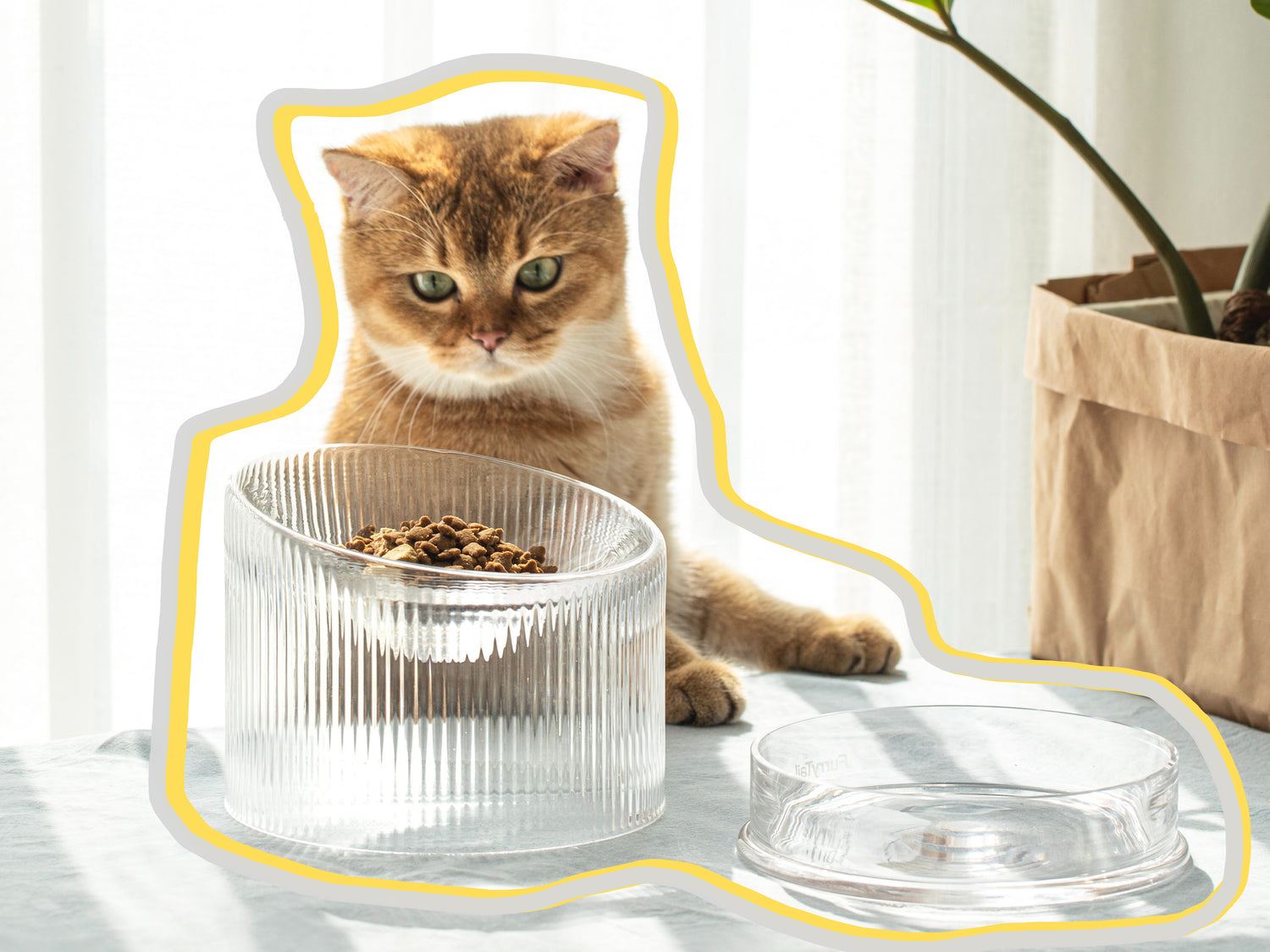 Behind the Bowl: Our Glass Bowls earn a coveted spot in Best Modern Gifts for Pets