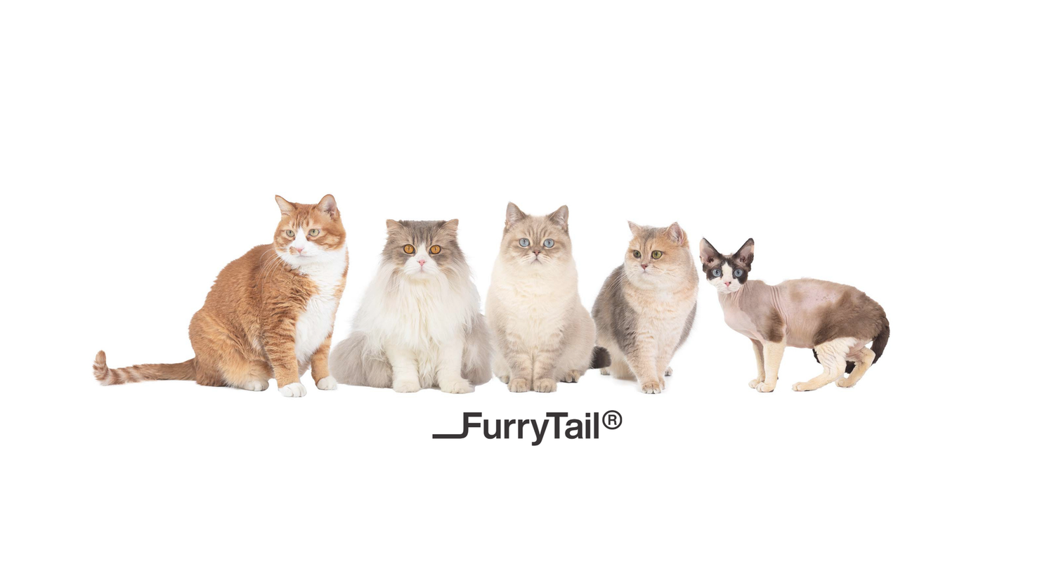 What’s your Cat’s Cattitude?