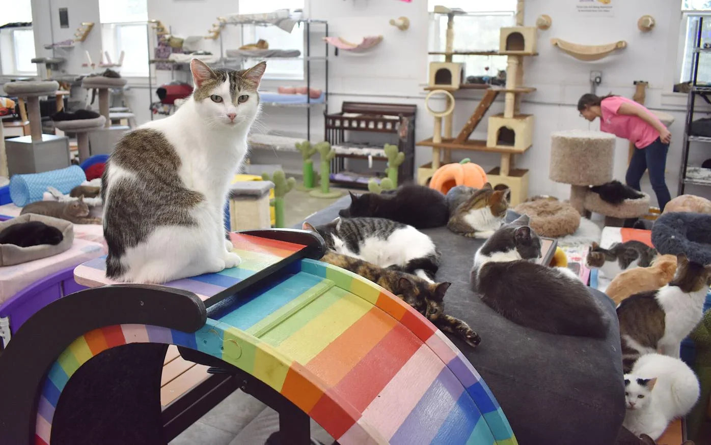 Furball Farm gives cats the best last option