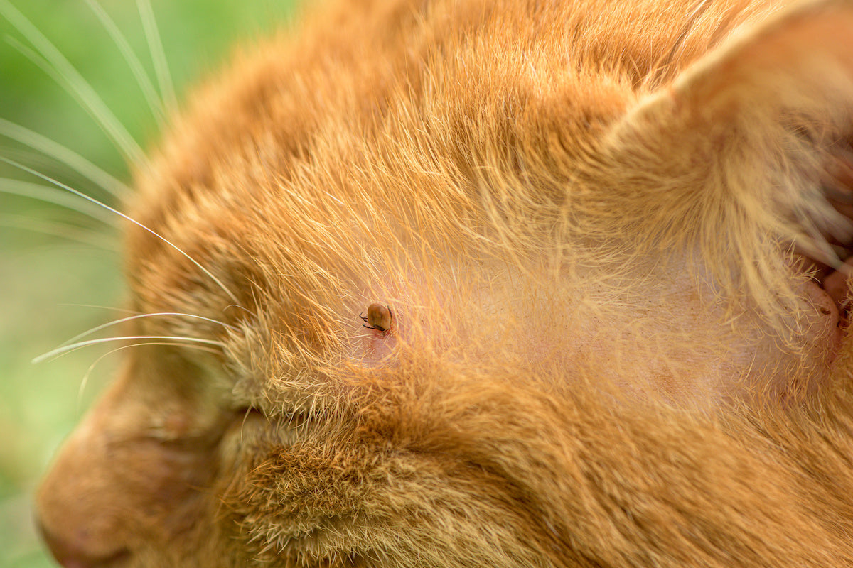 Getting rid of fleas takes consistent cleaning, the right treatments, and a healthy dose of patience.