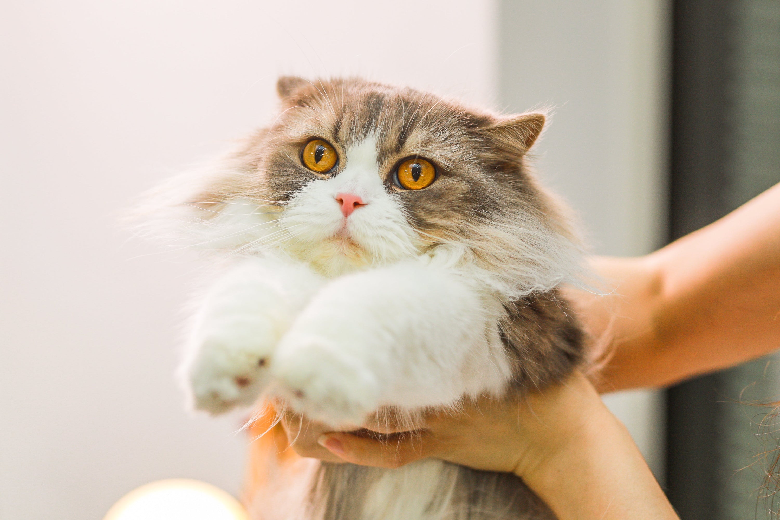 Fascinating Folds: Fun Facts About Scottish Folds